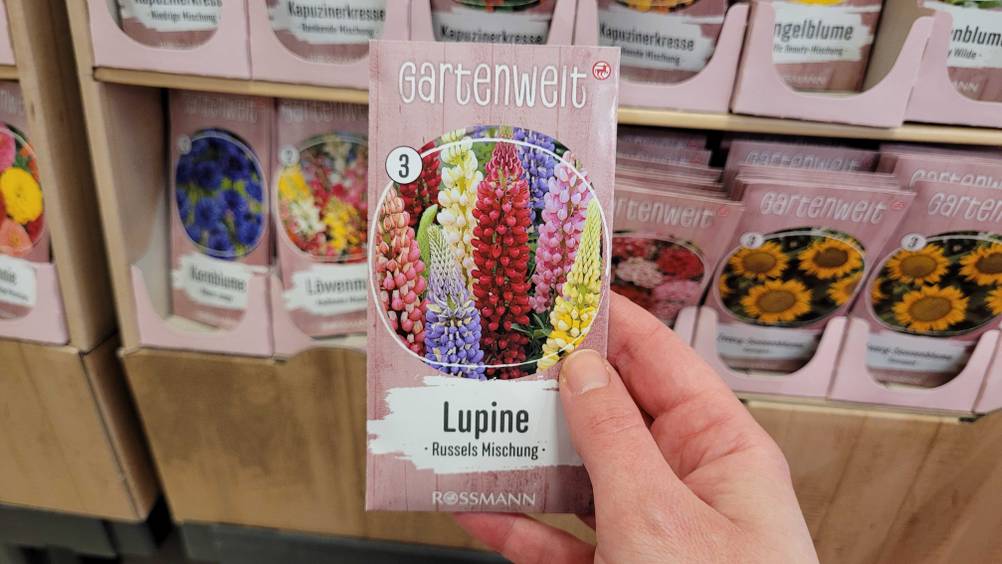 Eine Hand hält die getesteten Lupinen-Samen vor ein Regal.