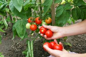 Lycopin-Kapseln-Test: Eine Person pflückt reife Tomaten von einer Tomatenpflanze. 