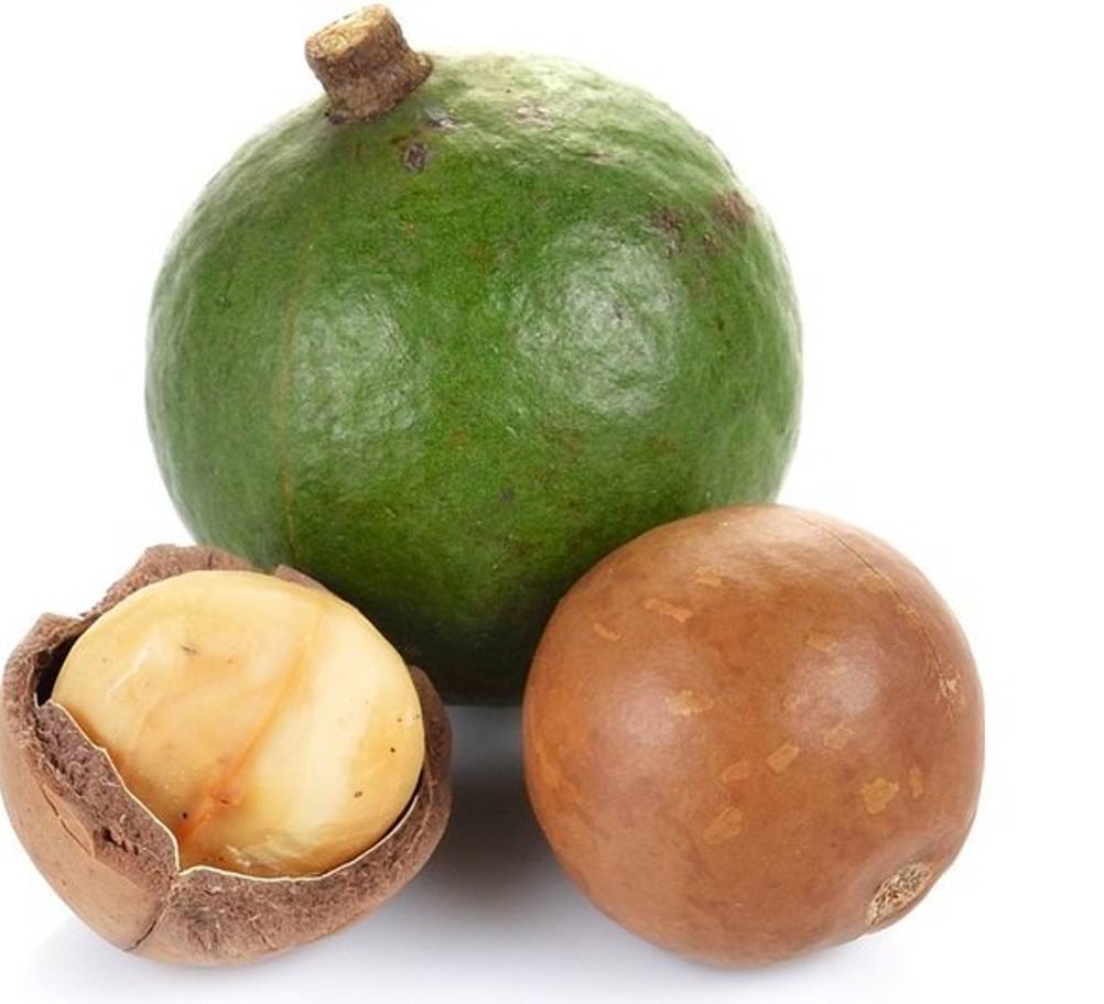 Macadamia