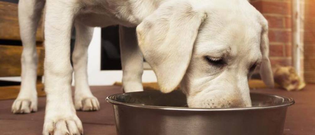 mac's-hundefutter-test