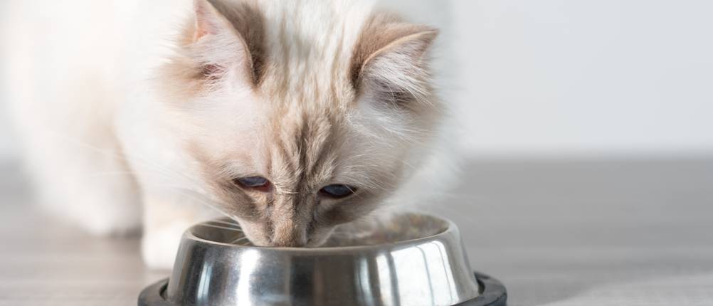 Mac's-Katzenfutter-Test