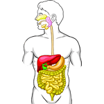 magen darm system