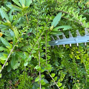 Ein Busch wird mit der Makita DUH523Z geschnitten.