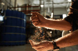Malzmühle-Test: Ein Mann lässt in einer Brauerei Malz durch seine Hände fliessen. 