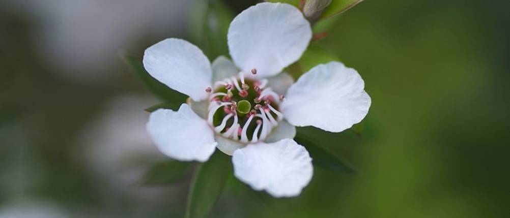 Manukahonig-Test: Die Blüte der Manuka-Pflanze. 