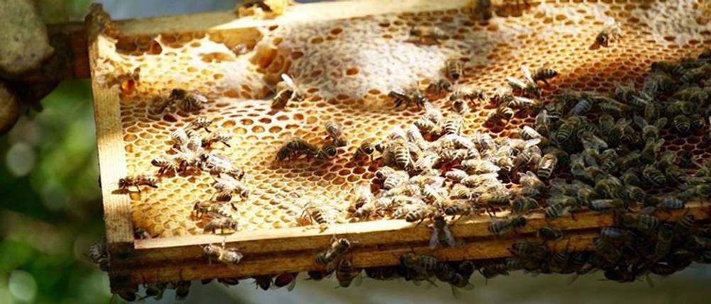 Manukahonig-Test: Bienen befinden sich auf einer Honigwabe. 