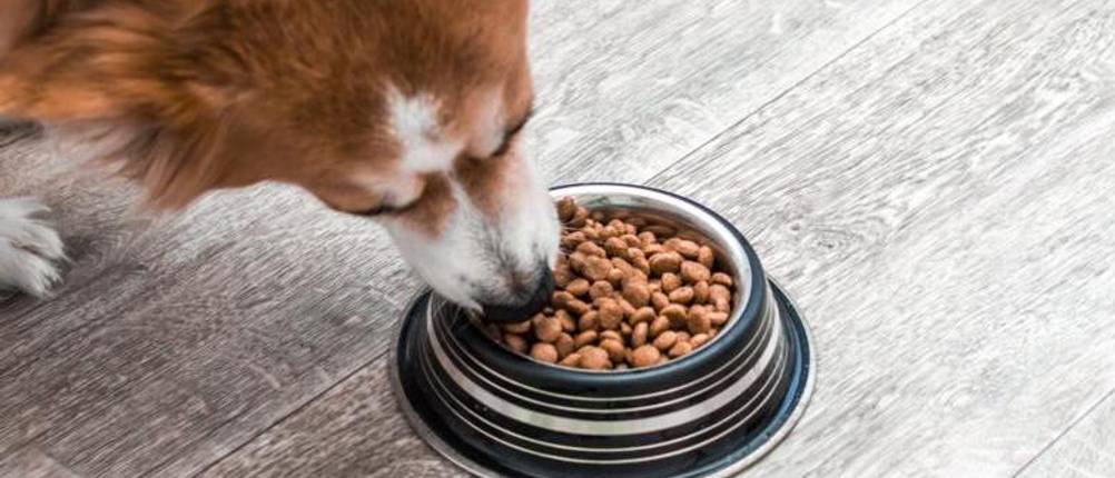 marengo-hundefutter-test
