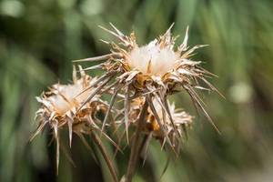 blüte mariendistel