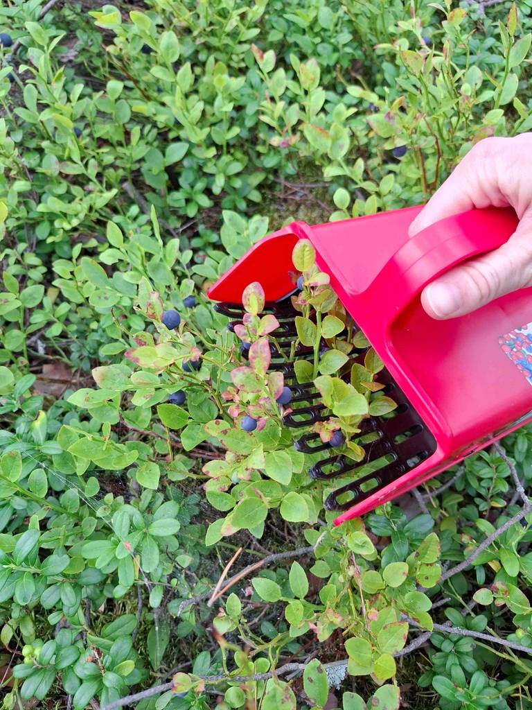 In einem getesteten Beerenkamm befinden sich einige Blaubeeren, die von einem Blaubeerfeld aufgesammelt werden.