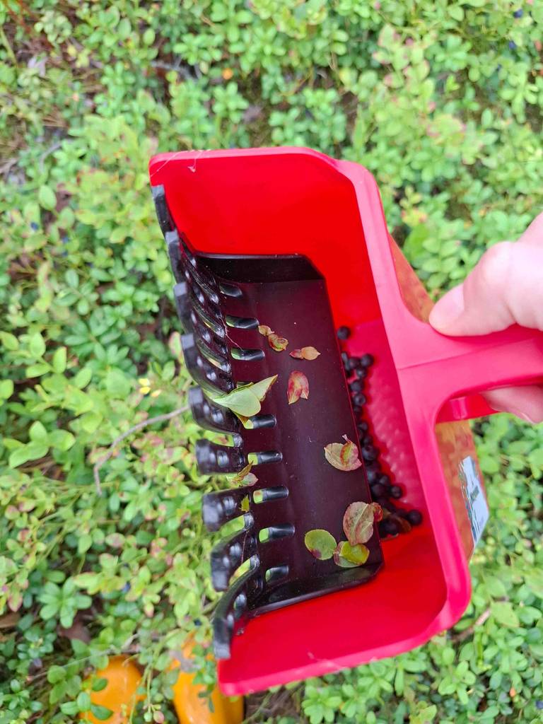 Beerenkamm im Test: Über einem Blaubeerfeld hält eine Hand das rote Modell mit gesammelten Beeren.