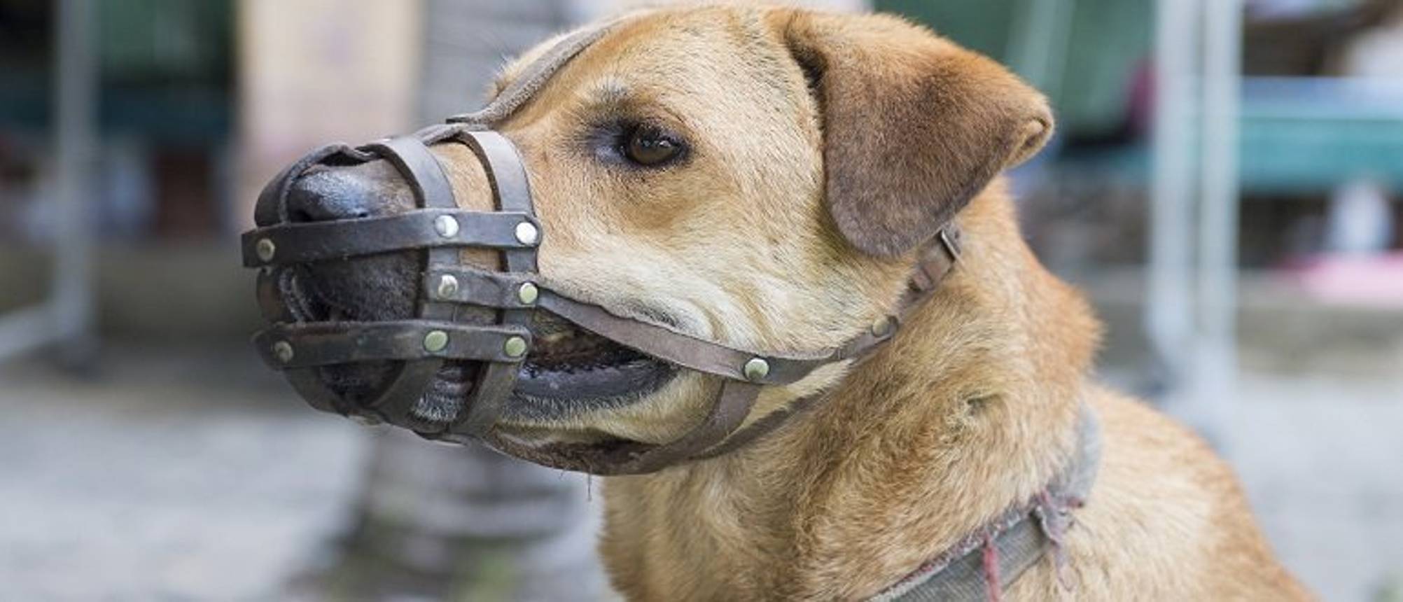 maulkorb aus leder für hunde