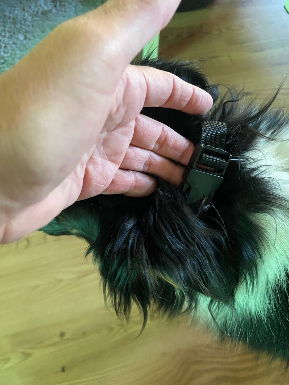 Eine Hand zeigt die Schnalle des getesteten Maulkorb für Hunde am Hund.