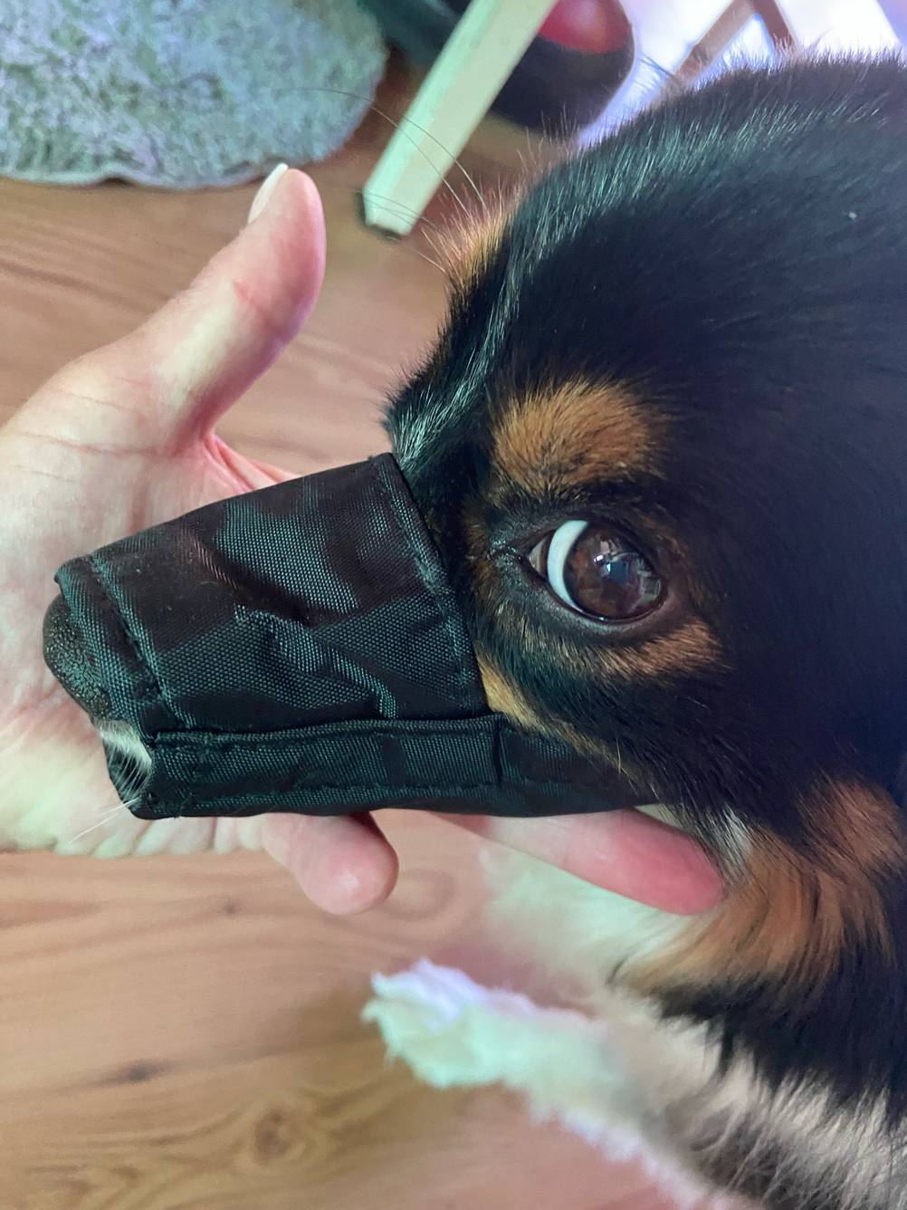 Ein Hund hat den getesteten Maulkorb für Hunde an.