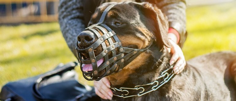 mit Halsbändern XS, braun ermöglicht das Trinken und Fressen sicher Barkless Hundemaulkorb aus Leder atmungsaktiv und verstellbar komfortabel Anti-Bell-Maulkorb für Hunde 