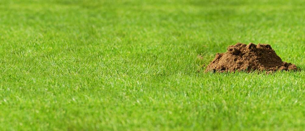 Maulwurfgitter-Test: Eine grüne Rasenfläche mit einem Maulwurfhügel.