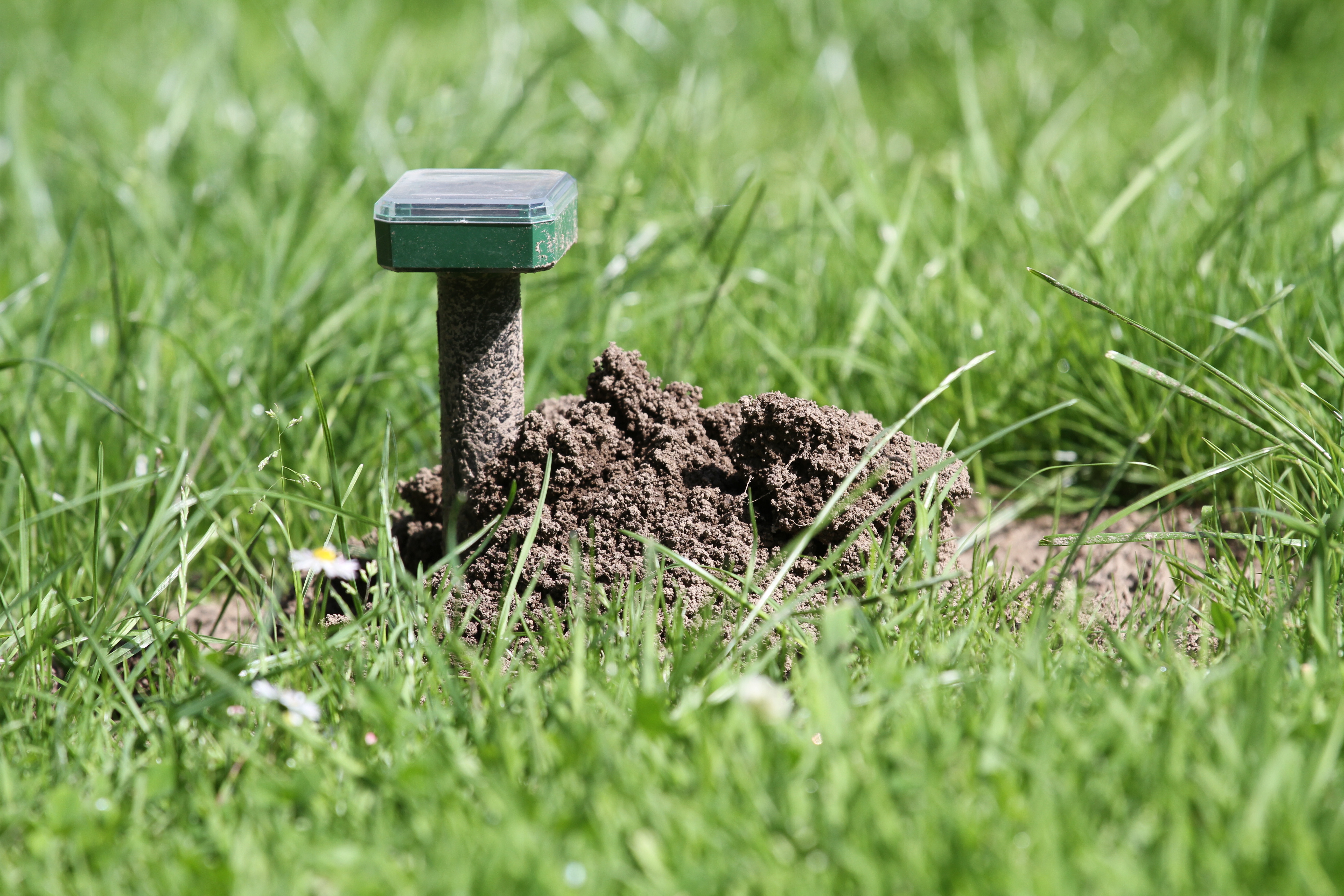 Maulwurfschreck Solar – 4er Set Für Garten, Wiese & Beete | Ultraschall-Vertreiber Gegen Maulwürfe, Mäuse, Ratten, Schlangen Und Kaninchen