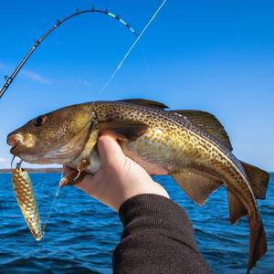 meeresrute fisch