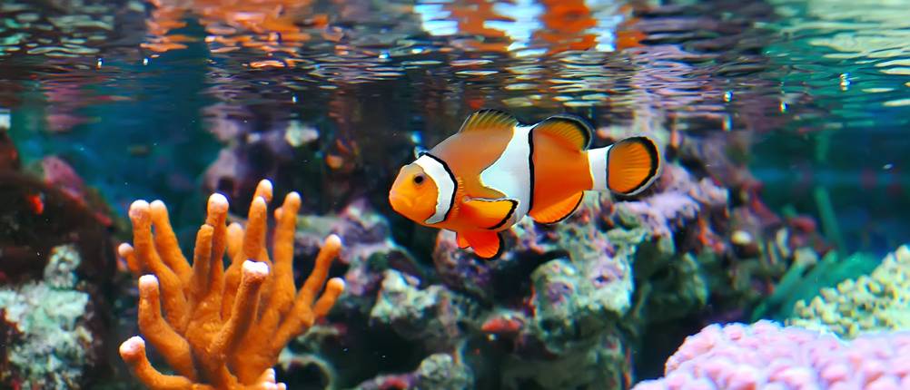 meersalz-aquarium-test