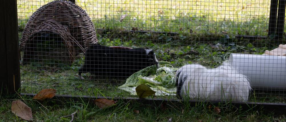 Meerschweinchenkäfig-Test: Meerschweinchen in einem Außengehege. 