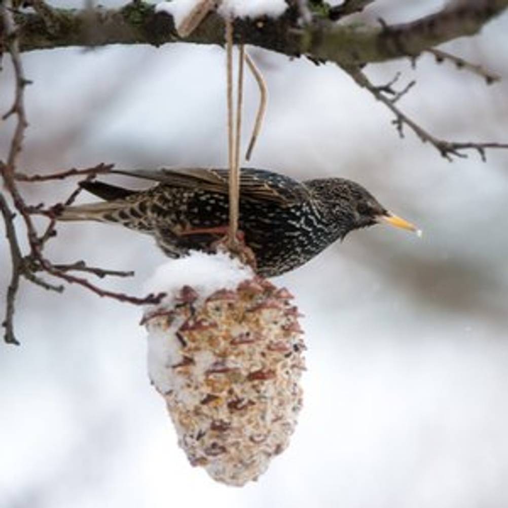 vogel im winter