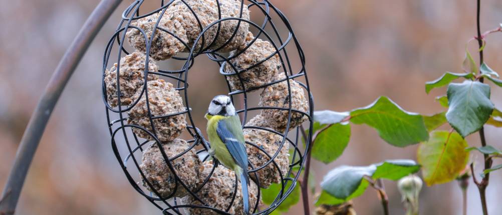 Meisenknödelhalter-Test: Ein kleiner Vogel sitzt an einem Meisenknödelhalter-Ring.