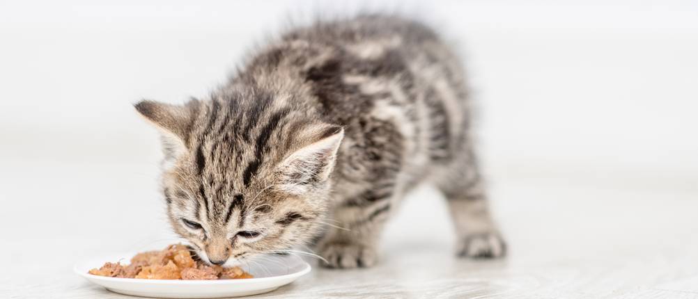 Mera-Katzenfutter-Test
