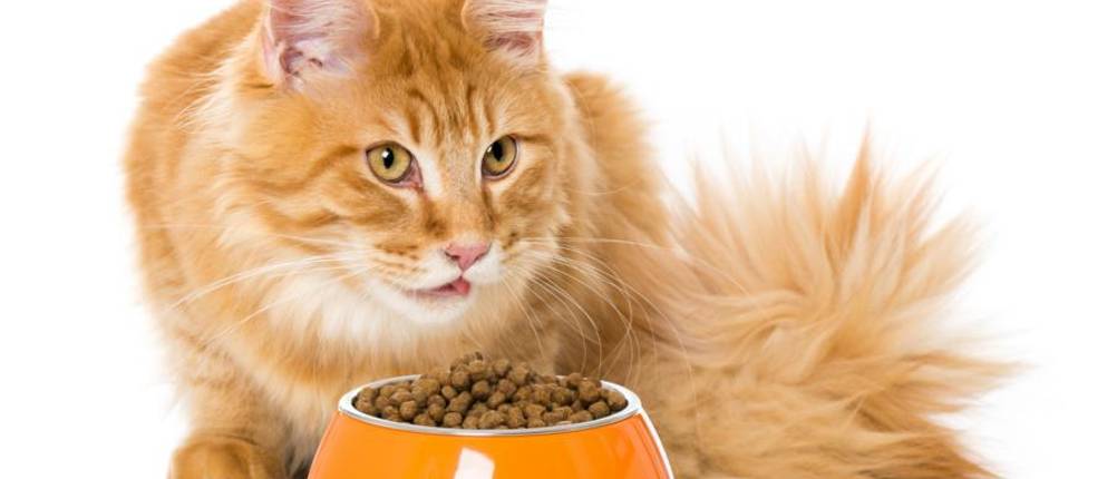 mera-trockenfutter-katze-test