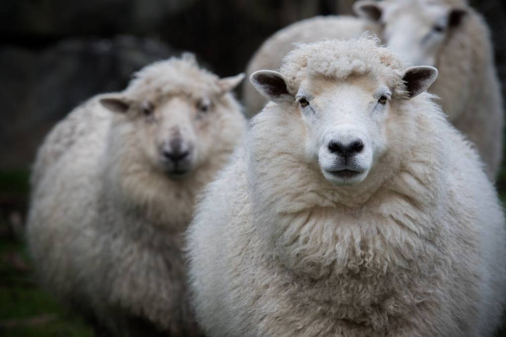 Merino-unterwäsche-damen-test: Zwei Merinoschafe schauen in die Kamera. 