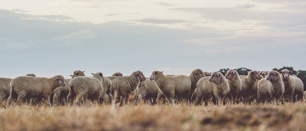 merino-unterwaesche-damen-test