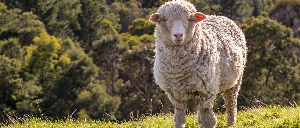 merino-unterwaesche-herren-test: ein Schaf steht auf einer Wiese vor einer hügeligen Waldlandschaft