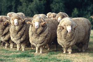 merino-wolle-billardtuch