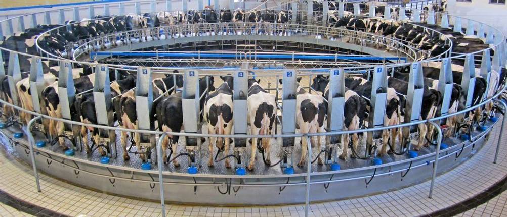 milch-kühe