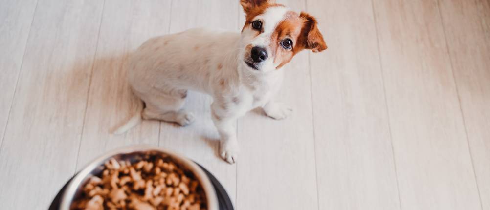 monge-hundefutter-test
