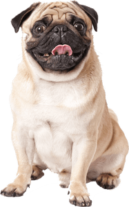 Mops