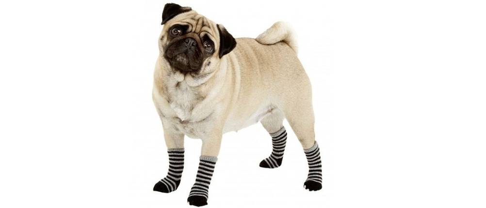 Hundeschuh in Test: ein Mops, der geringelte Hundesocken trägt