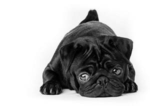 hunde-fotografie