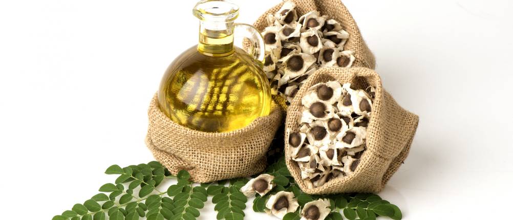 moringa oel teaser 
