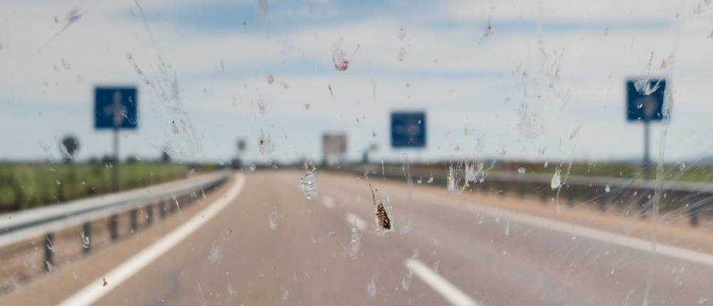 Insekten auf der Windschutzscheibe schädigen die Oberfläche