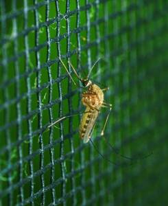 mücke am mückenschutz-fenster