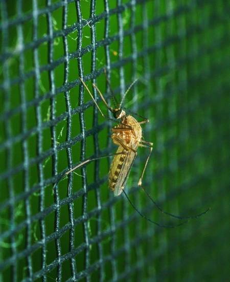Anti-Mücken-Insekten-Mäusenetze, Fensterschutz, bogenförmiges