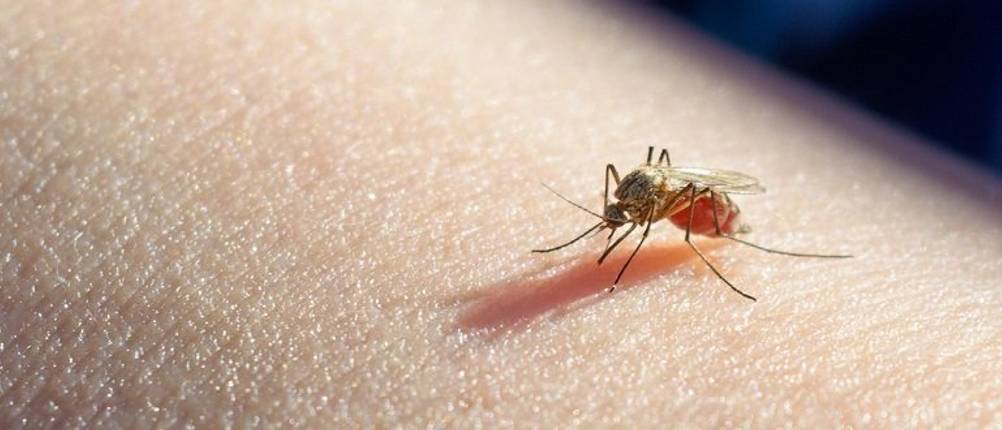 mückenschutz-test