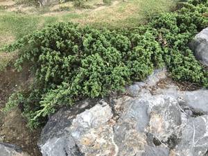 bitumen mumijo tritt dort auf, wo juniperus pflanzen wachsen