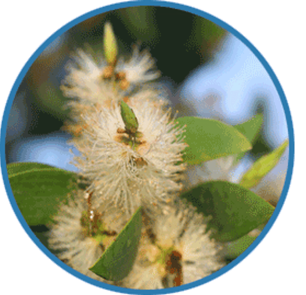 Cajeput