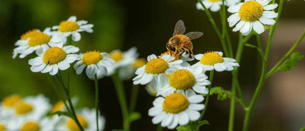 Mutterkraut-Test: Honigbiene sitzt auf den Blüten einer Mutterkrautpflanze