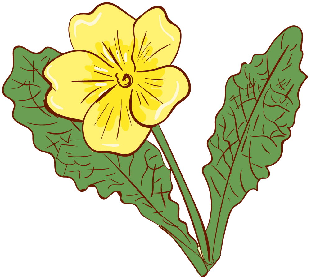 Nachtkerze Pflanze Illustration