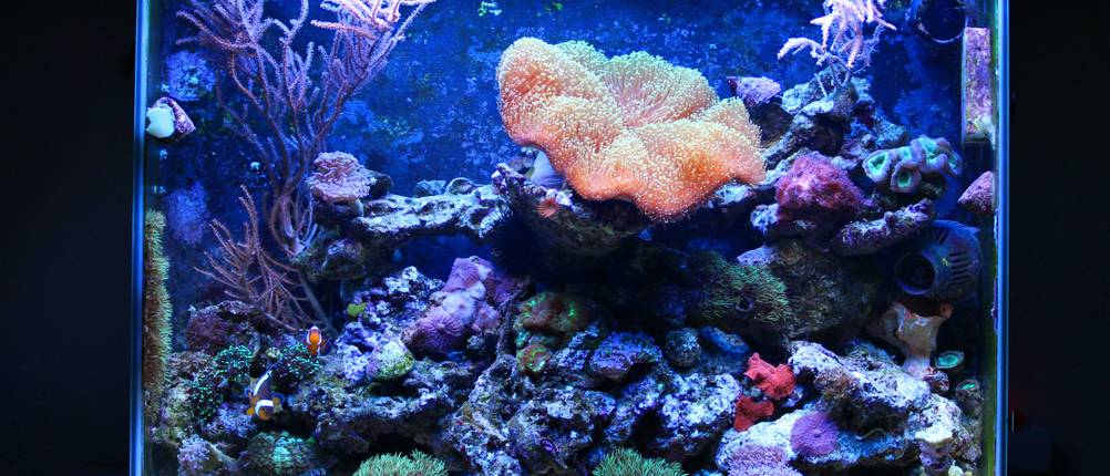 Nano Aquarium Test