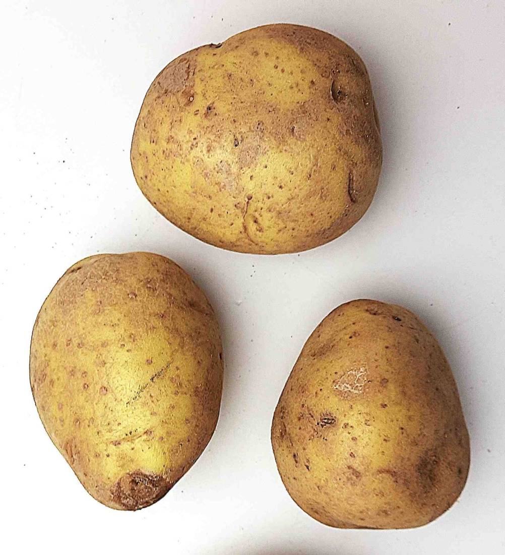 Kartoffel-Test: Drei Kartoffeln liegen auf einem weißen Untergrund.
