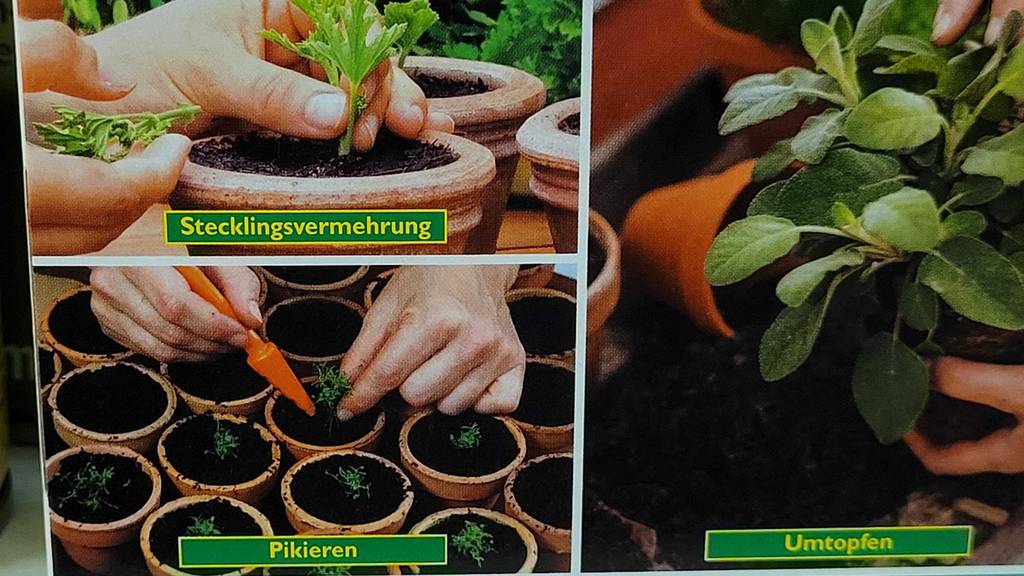 Bebilderung von verschiedenen Anwendungsmöglichkeiten eines getesteten Bewurzelungspulvers.