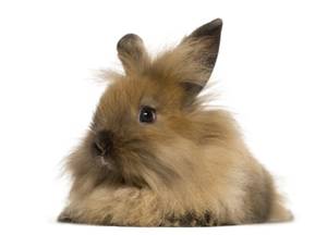 nierenwaermer-angora rabbit