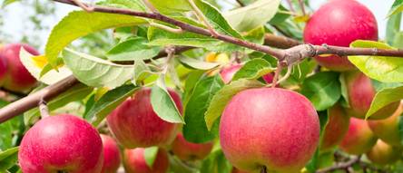 Obstbaum-Dnger Test & Vergleich  Top 13 im Juni 2026
